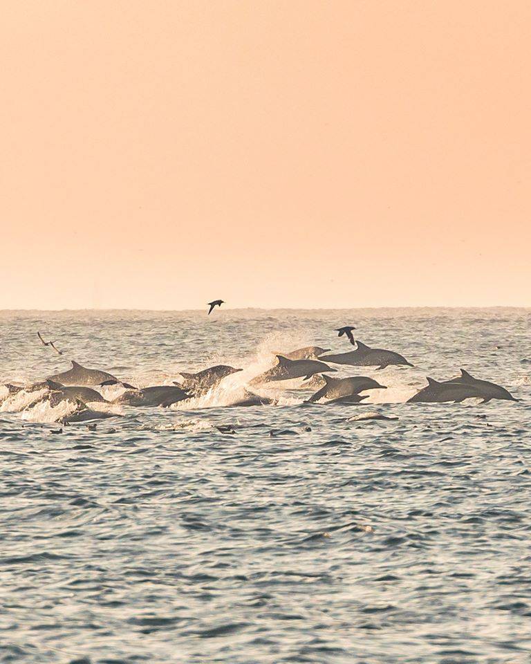 Whale Watching
