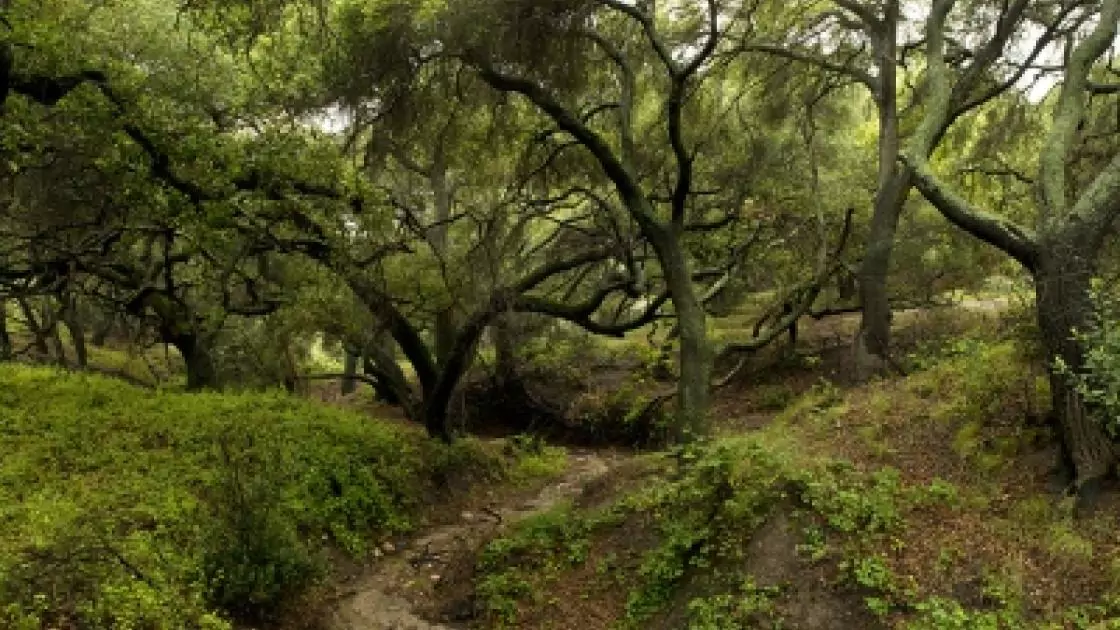 whiting ranch wilderness park featured image