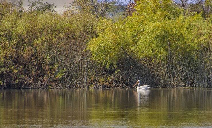 San Joaquin Marsh Wildlife Sanctuary