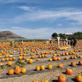 Tanaka Farms