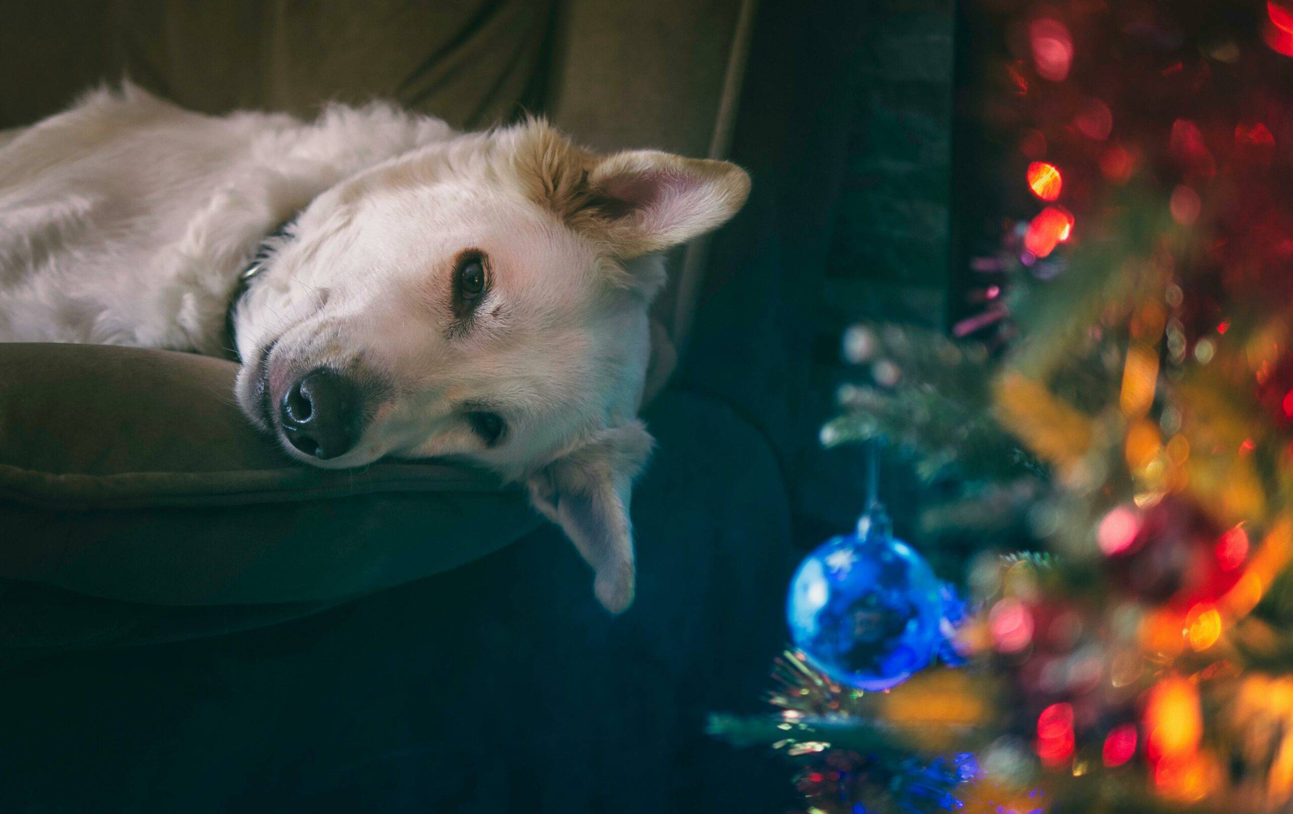 pexels kostya levit naddubov 145939 844454