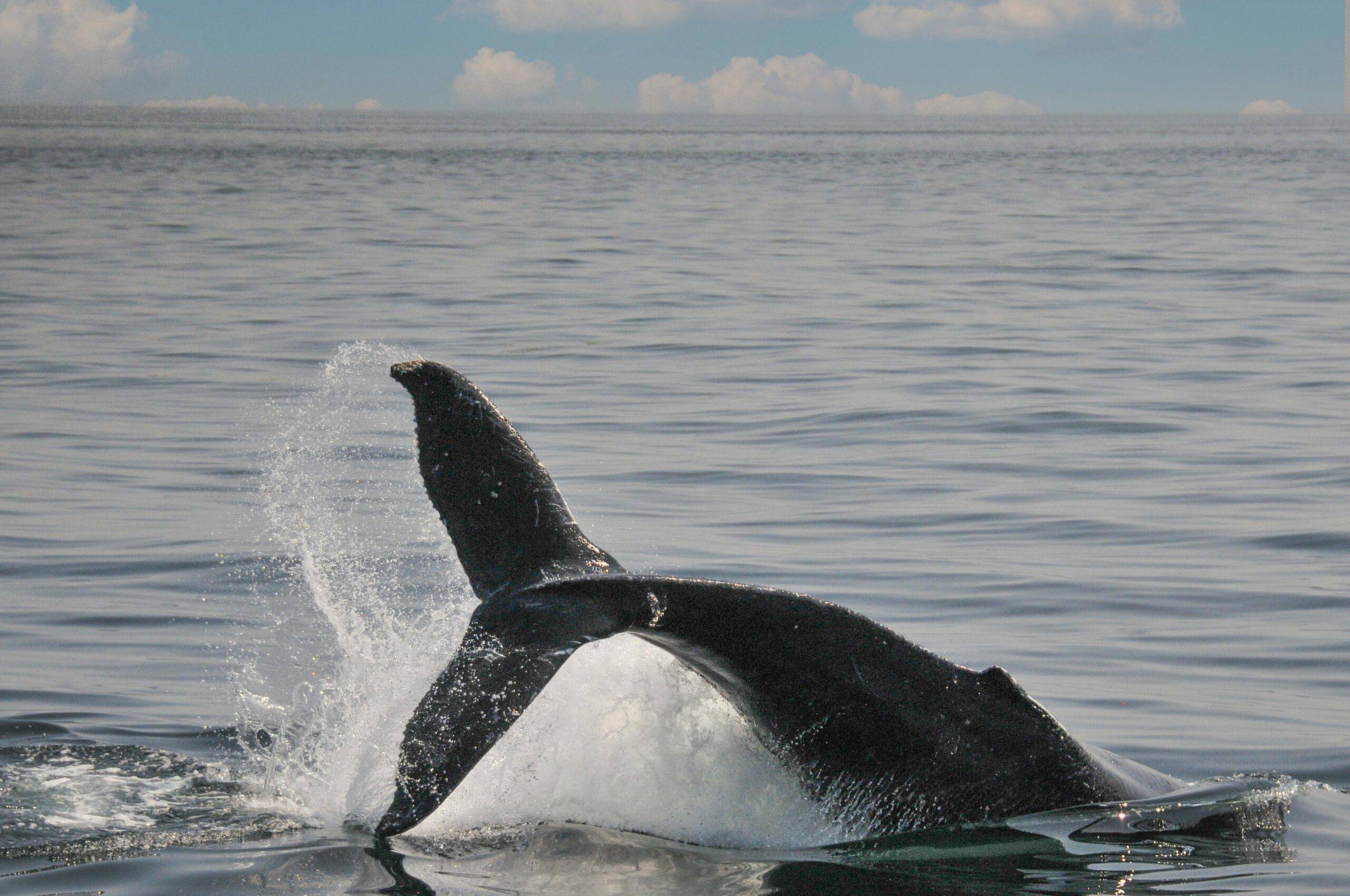 Whale’s tail above the ocean for whale watching events in Dana Point this spring March 2026